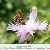 melitaea aurelia verblyudka male